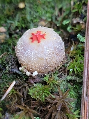Calostoma ravenelii ravenelii