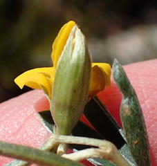 Argyrolobium filiforme