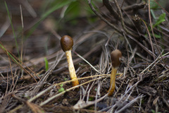 Paraisaria gracilis