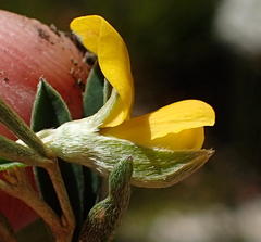 Argyrolobium filiforme