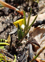 Argyrolobium filiforme