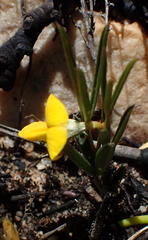 Argyrolobium filiforme