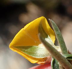 Argyrolobium filiforme