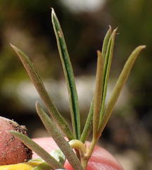 Argyrolobium filiforme