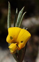 Argyrolobium filiforme