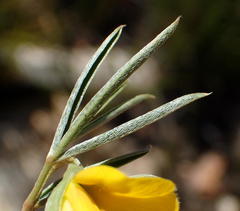 Argyrolobium filiforme