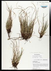 Carex microrhyncha