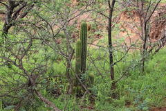 Trichocereus spachianus
