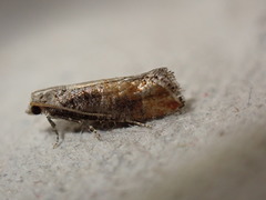 Tortricidae