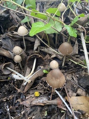 Coprinopsis marcescibilis