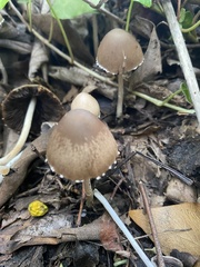 Coprinopsis marcescibilis