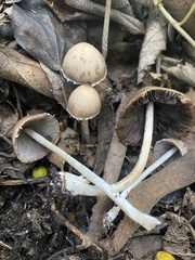 Coprinopsis marcescibilis