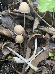 Coprinopsis marcescibilis