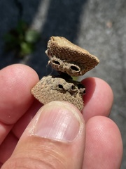 Callirhytis glandulus