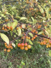 Malus