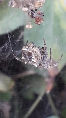 Cyrtophora citricola