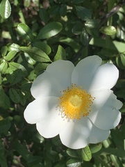 Rosa bracteata