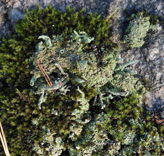 Cladonia macrophylla