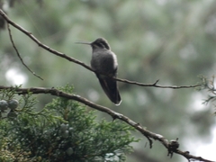 Lampornis clemenciae