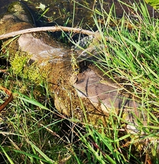 Aeshna cyanea