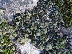 Cladonia macrophylla