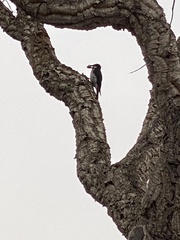 Melanerpes formicivorus