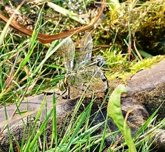 Aeshna cyanea