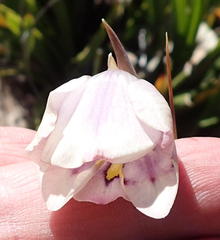 Gladiolus patersoniae