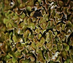 Cladonia macrophylla