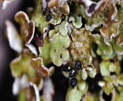 Cladonia macrophylla