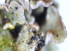 Cladonia macrophylla