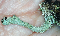 Cladonia macrophylla
