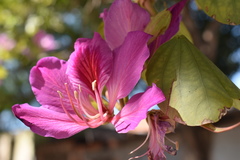 Bauhinia variegata