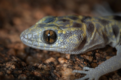 Granite Night Lizard photo 5
