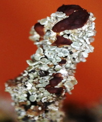 Cladonia macrophylla