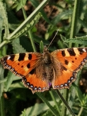 Aglais urticae