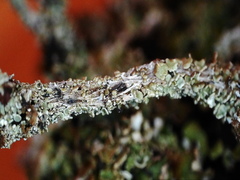Cladonia macrophylla