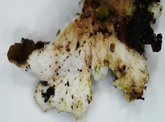 Cladonia macrophylla