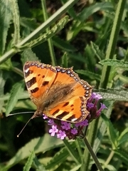 Aglais urticae