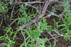 Diospyros lycioides lycioides