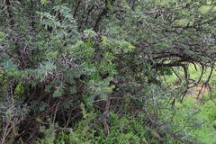 Diospyros lycioides lycioides