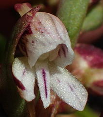 Disa ocellata