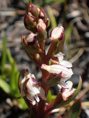 Disa ocellata