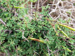 Indigofera denudata