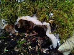 Merulius tremellosus