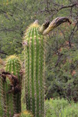 Trichocereus spachianus