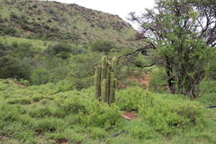 Trichocereus spachianus