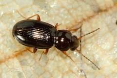 Bembidion obtusum