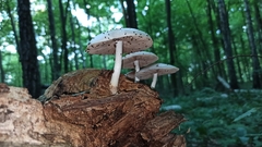 Pluteus pellitus