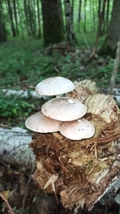 Pluteus pellitus